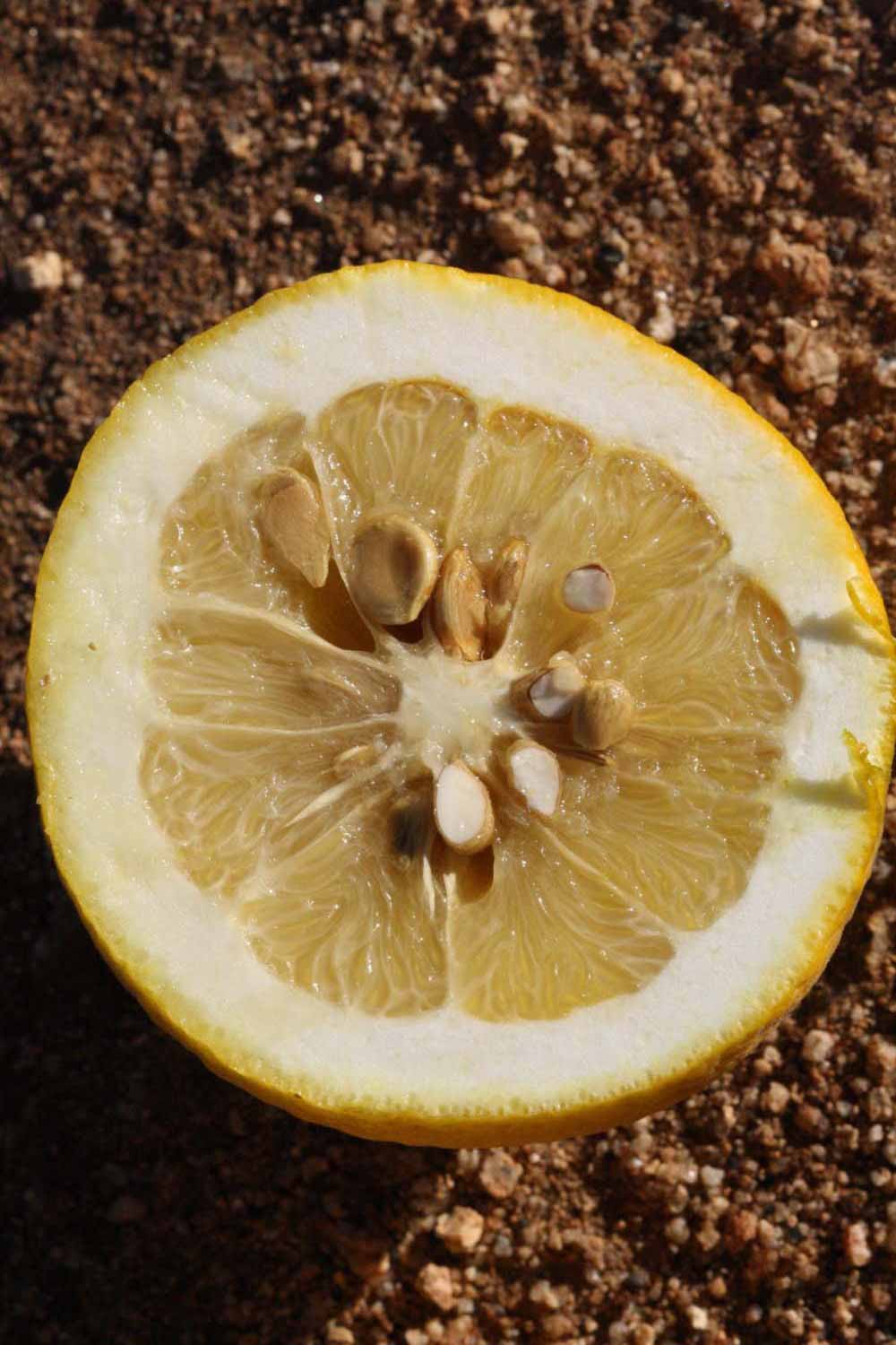              Fruit cross-section of  Citrus paradisi    x  Poncirus   trifoliata           (1452 [citrumelo], Riverside,   CA)       